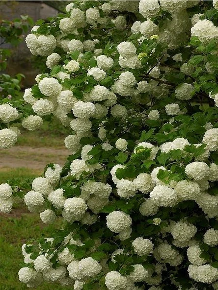 Çınar Yapraklı Kartopu Çiçeği Fidanı 40-60 cm ürün görseli 1