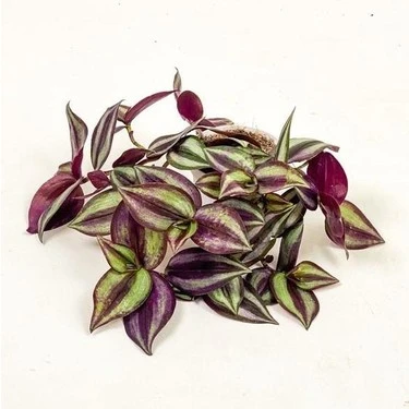 Yeşil Kahve Tradescantia Zebrina Telgraf Çiçeği Fidanı 10-20 cm ürün görseli 1