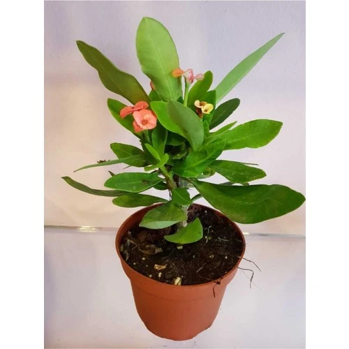 Dikenler Tacı Euphorbia Milli Fidanı 10-20 cm ürün görseli 1