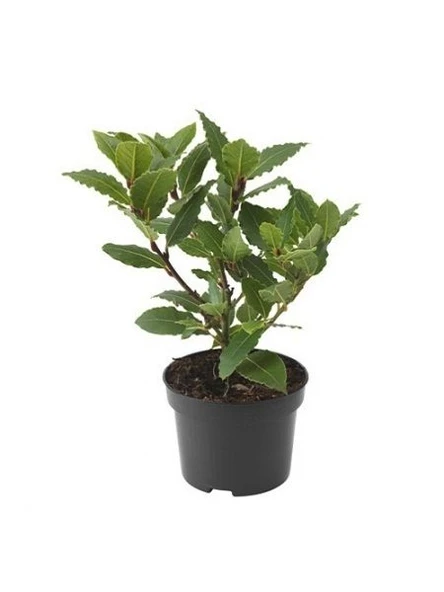 Yeşil Laurus Nobilis Defne Fidanı 20-30 Cm ürün görseli 1