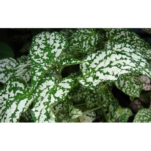 Hostes Çiçeği Beyaz Benek Hypoestes Phyllostachya 10-20 cm ürün görseli 1
