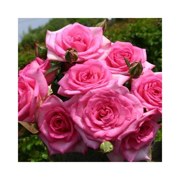 Yediveren Isparta Reçellik Gül Fidanı  Rosa Damascena 10-20 Cm ürün görseli 1