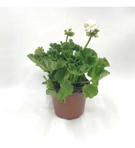Pudra Pembe Sardunya Çiçeği Fidanı 10-20 cm ürün görseli 1