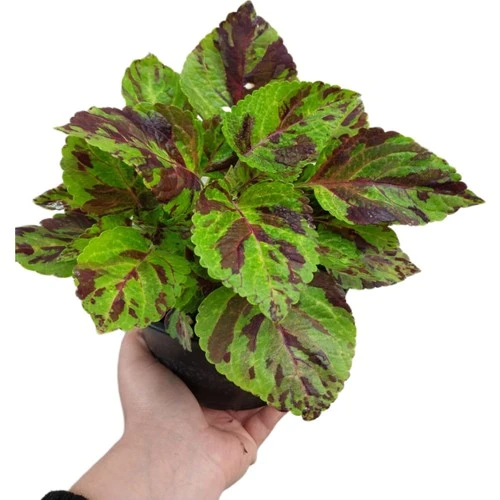 Koleus Solenostemon Yaprak Güzeli Kolyos Çiçeği 10-20 cm ürün görseli 1