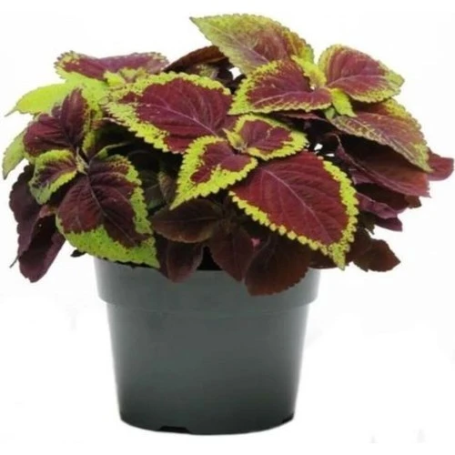 Alacalı Yaprak Güzeli Çiçeği 3 Adet Saksıda Kolyos Coleus 10-20 cm ürün görseli 1