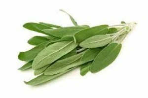 Aromatik Adaçayı Fidanı Fidesi Tüplü 15-25 cm (1 Adet) ürün görseli 1