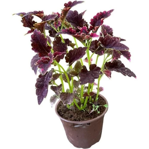 Bordo Yaprak Güzeli Yaprağı Güzel Kolyos Çiçeği Özel Renk 10-20 cm ürün görseli 1