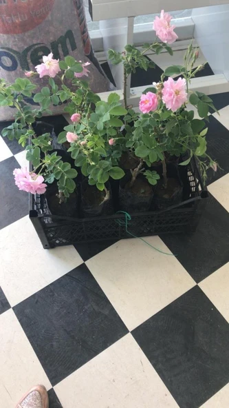 Geleneksel Kokulu Reçellik Pembe Isparta Yağ Gülü Fidanı 15-25 Cm ürün görseli 1