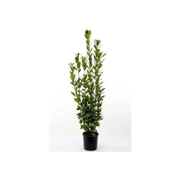 Kokulu Defne Fidanı Laurus Nobilis 15-25 cm ürün görseli 1