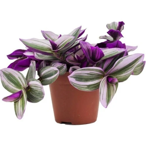 Tradescantia Nanouk Pembe Telgraf Çiçeği 10-20 cm ürün görseli 1