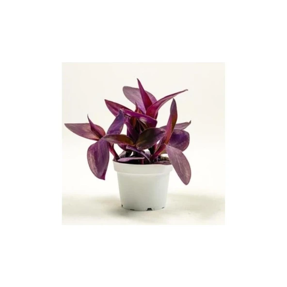 Tradescantia Purple Passion Mor Telgraf Çiçeği Fidanı 10-20 cm ürün görseli 1