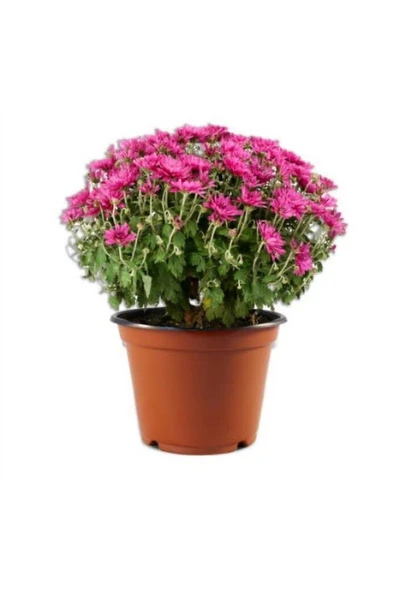 Pembe Kasımpatı Krizantem Hüzün Çiçeği Chrysanthemum 10-20 cm ürün görseli 1