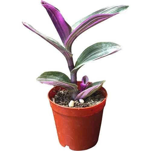Tradescantia Zebrina Kaktüs Sukulent 10-20 cm ürün görseli 1