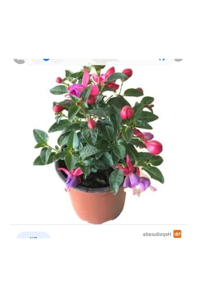 Küpeli Çiçeği Fidesi Fidanı 10-20 cm ürün görseli 1