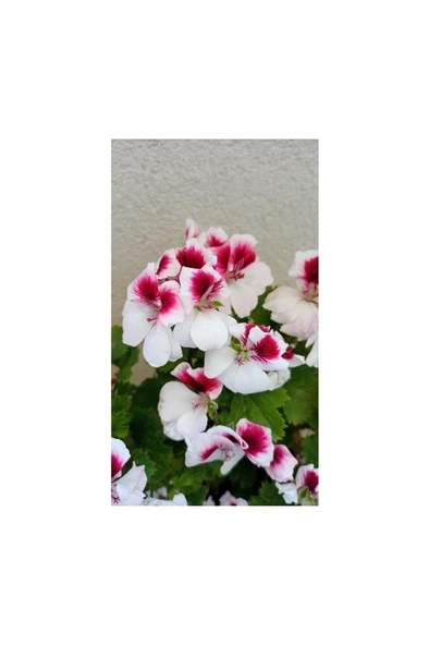 Canan Ceylan Gözlü Sardunya Fidanı Mor Beyaz 10-20 cm ürün görseli 1