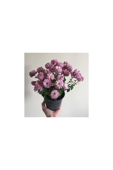 Kasımpatı Çiçeği Fidesi Pembe 10-20 cm - Resim 4