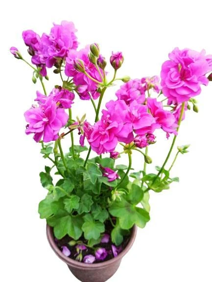 Alacalı Pembe Sakız Sardunya Fidanı 10-20 Cm ürün görseli 1