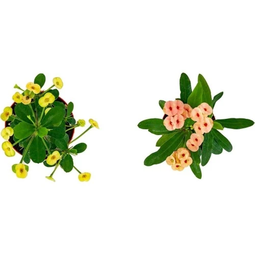 Euphorbia Milli Dikenler Tacı 2'li Set 10-20 cm ürün görseli 1