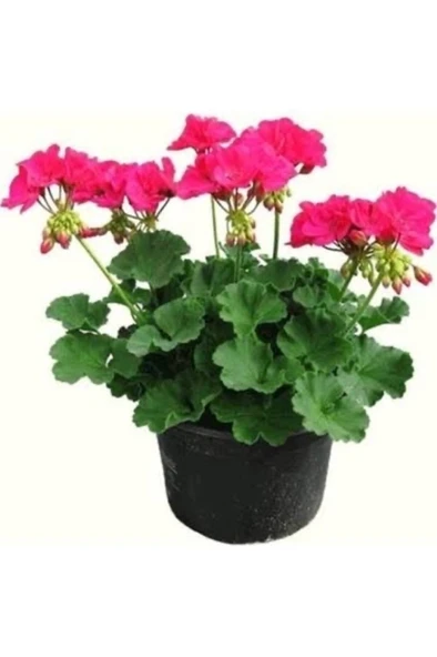 Sardunya Fıdesı Fidanı 10-20 cm ürün görseli 1