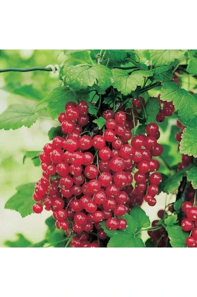 Kırmızı Frenk Üzümü Fidanı 10-20 cm ürün görseli 1