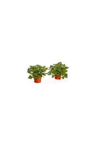 Itır Çiçeği Fidanı 2 Adet 10-20 cm - Resim 2