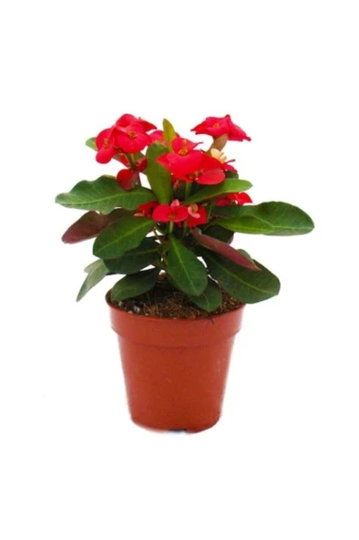 Mini Euphorbia Milii Kaktüs Dikenler Tacı Kırmızı Renkli 10-15 cm ürün görseli 1