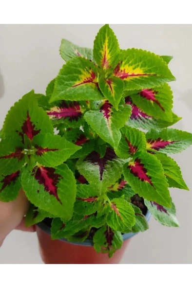 Yaprak Güzeli Fidanı Özel Renk 10-20 cm ürün görseli 1