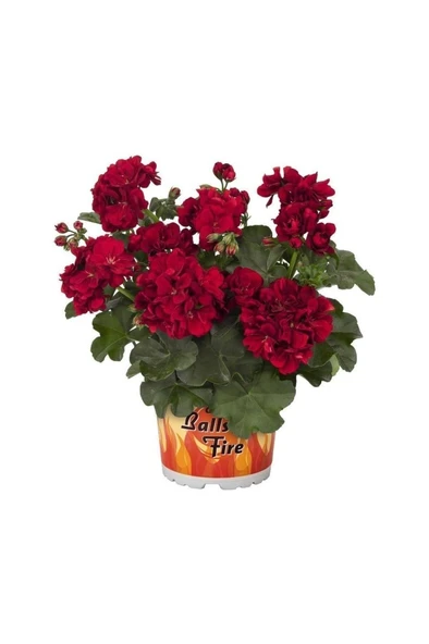 Bordo Sakız Sardunya Çiçeği Fidanı 10-20 Cm ürün görseli 1