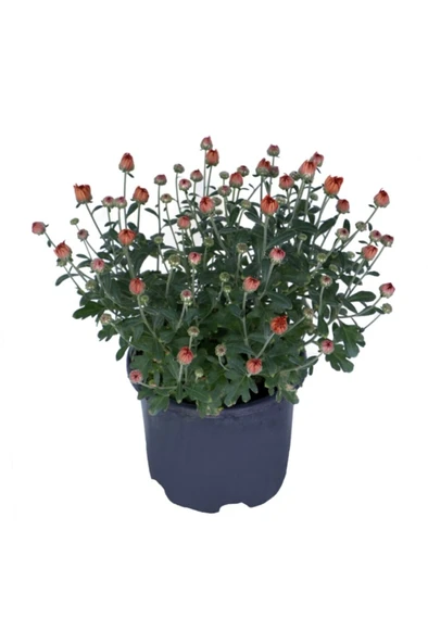 Kasımpatı Saksı’da (chrysanthemum) Turuncu Renk 10-20 cm ürün görseli 1