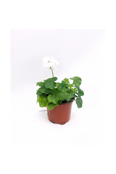Beyaz Renk Sakız Sardunya Fidanı 10-20 cm ürün görseli 1