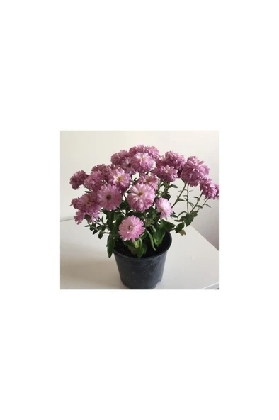 Kasımpatı Çiçeği Fidesi Pembe 10-20 cm - Resim 3