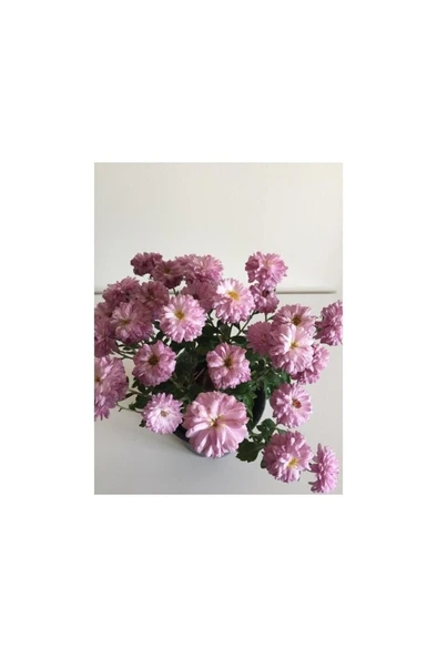 Kasımpatı Çiçeği Fidesi Pembe 10-20 cm ürün görseli 1