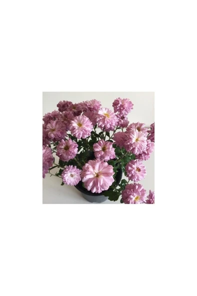 Kasımpatı Çiçeği Fidesi Pembe 10-20 cm - Resim 2