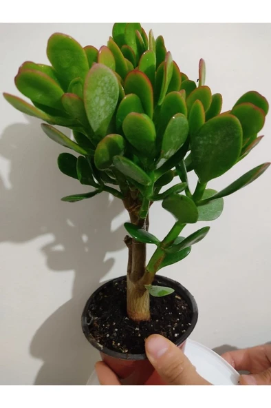 Bonsai Para Çiçeği Şans Çiçeği Bereket Çiçeği 10-20 cm ürün görseli 1