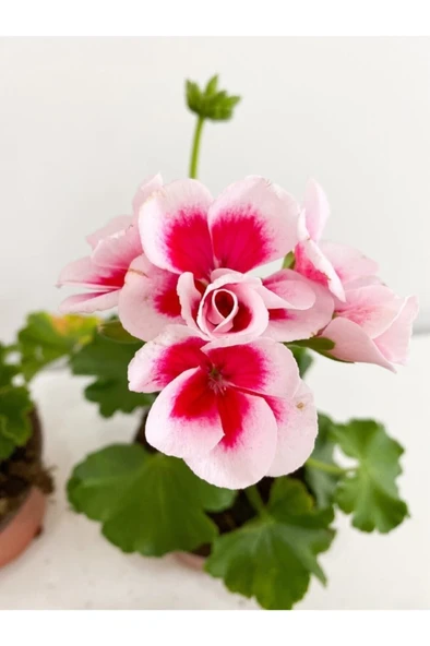 Sardunya Alacalı Pembe Sakız Sardunya Fidanı 10-20 cm ürün görseli 1