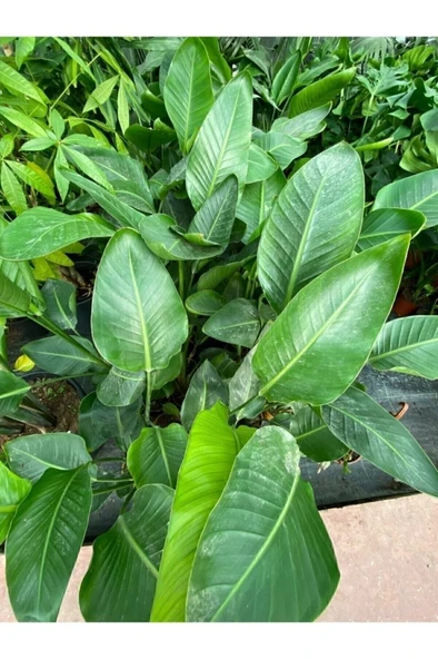 Starliçe Cennet Kuşu Strelitzia Nicolai 30-60 cm ürün görseli 1