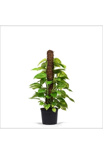 Pothos Salon Sarmaşığı Fidanı 10-20 cm ürün görseli 1