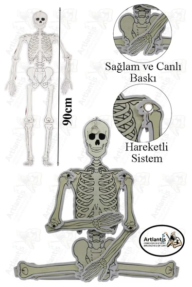 İskelet Modeli 90 cm 1 Adet Karton Büyük İskelet Maketi İskelet Sistemi Modeli Proje Ödev Fen Bilimleri Deney ürün görseli 1