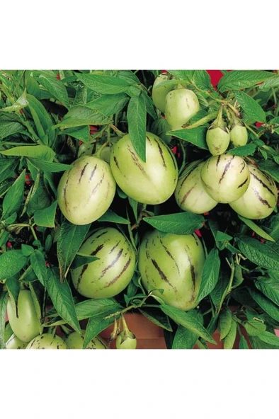 2 Adet Pepino Fidanı 1 Adet Sarmaşık Gül Fidanı 35 40 Santim Arası ürün görseli 1