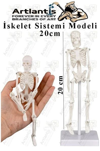 İskelet Maketi 20 cm 1 Adet Eğitim İnsan İskelet Modeli İskelet Sistemi Haraketli İskelet Anatomisi Masaüstü Taşınabilir ürün görseli 1