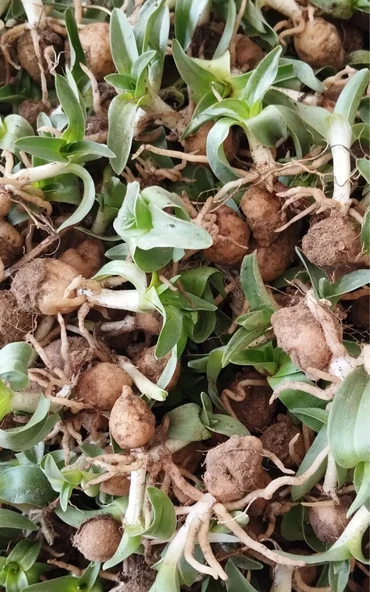 Salep Fidesi 100 Adet - Resim 6