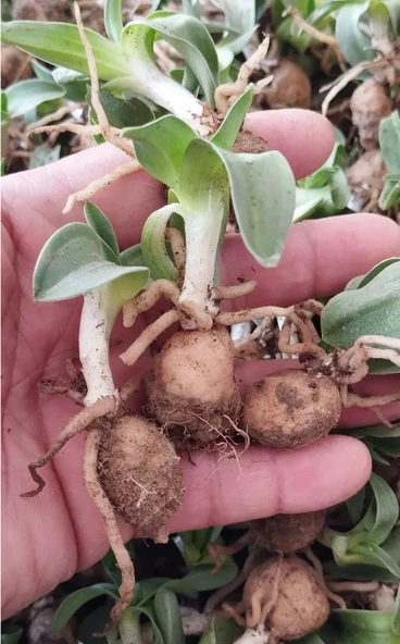 Salep Fidesi 50 Adet - Resim 4