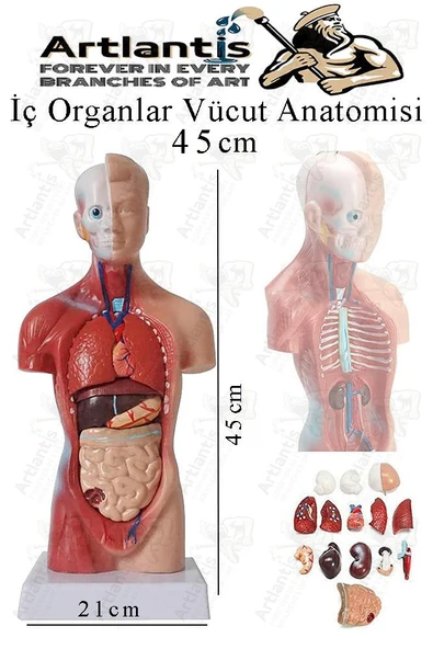 İnsan Organ Maketi 45 cm 1 Adet İnsan Anatomi Modeli 15 Parça Sök Tak İnsan İç Organları Tıbbi Model Vücut ürün görseli 1