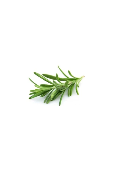 Biberiye Fidanı 5 Adet 10-20 cm - Resim 3