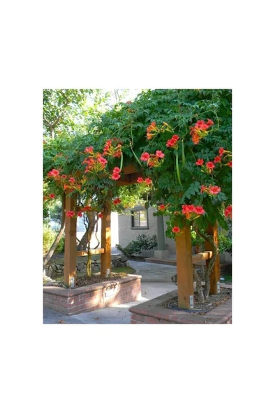Campsis Radicans Turuncu Acem Borusu Fidanı 20-40 cm ürün görseli 1