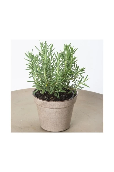 Biberiye Fidanı 5 Adet 10-20 cm - Resim 2