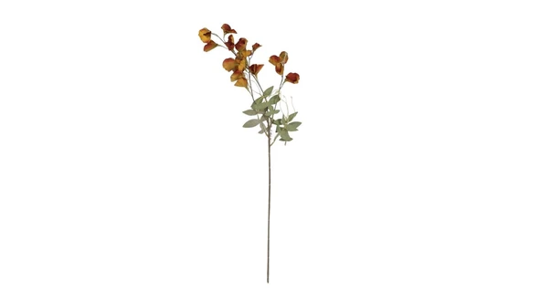 Vitale Bezelye Çiçeği Yellow Brown Bezay Çiçek 25* AK.JZ0010 ürün görseli 1