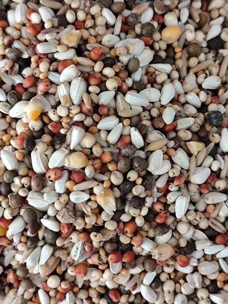 Kaju Guvercin Yemi 20KG ürün görseli 1