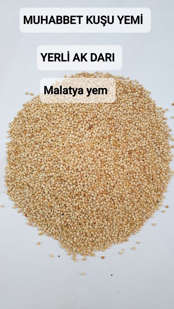 25Kg Ak Darı Muhabbet Kuşu Yemi ürün görseli 1