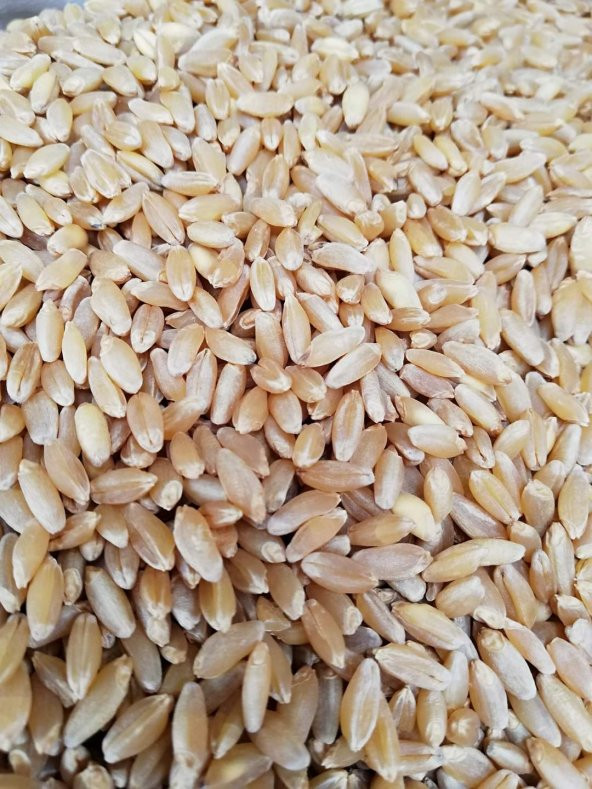 10KG ELENMIS KIRMIZI BUĞDAY UCRETSIZ KARGO ürün görseli 1